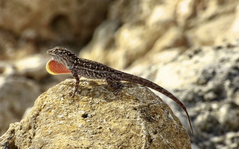 Brown Anole 