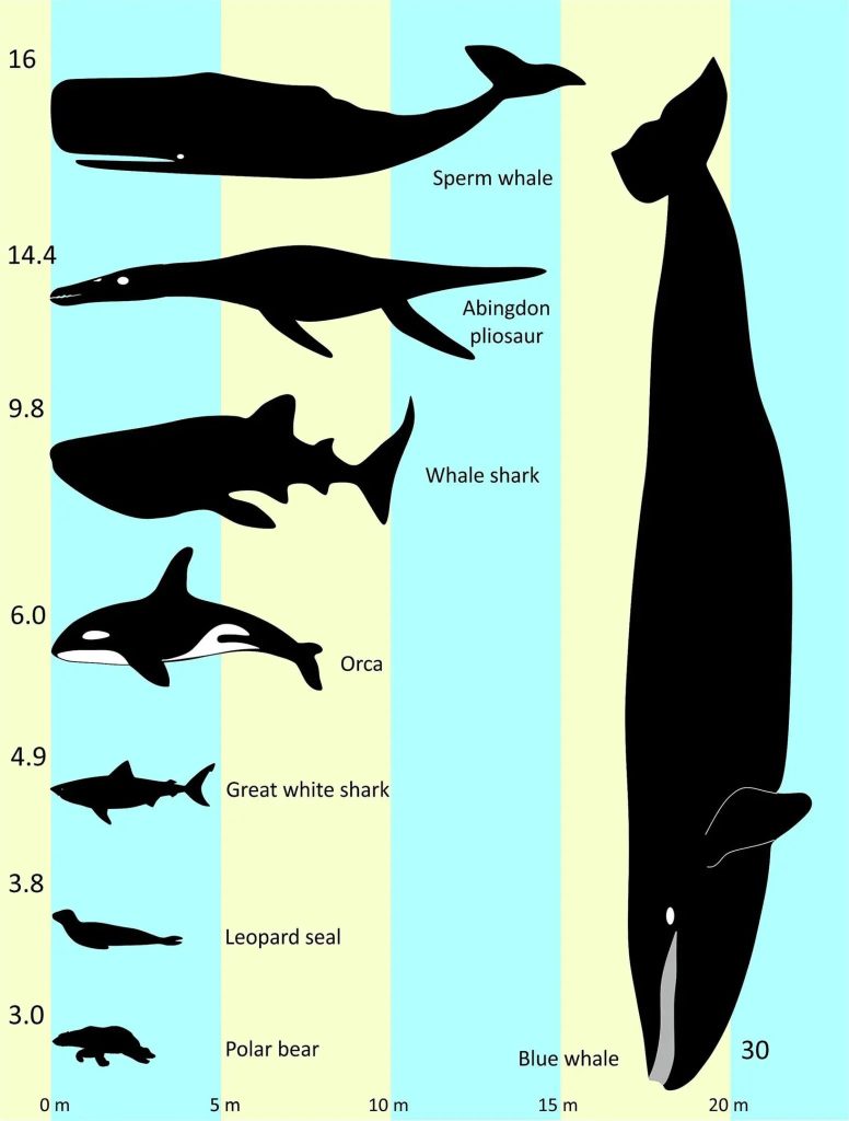 Diagram placing the Abingdon pliosaur in a ‘beauty contest’ with a range of recent aquatic and semi-aquatic vertebrates to show the overall body sizes