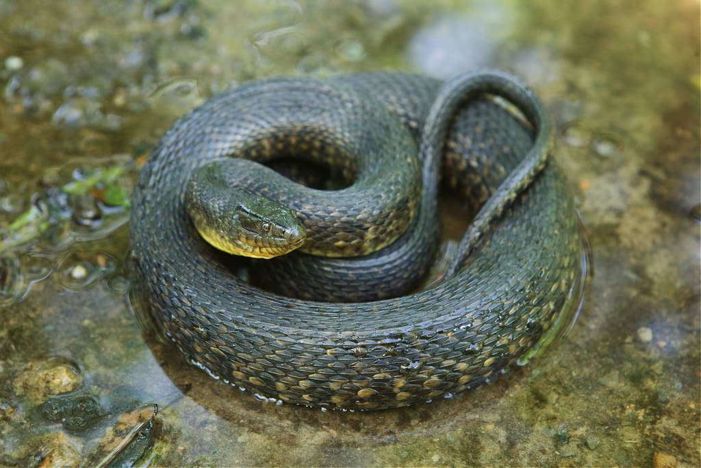Green Water snakes