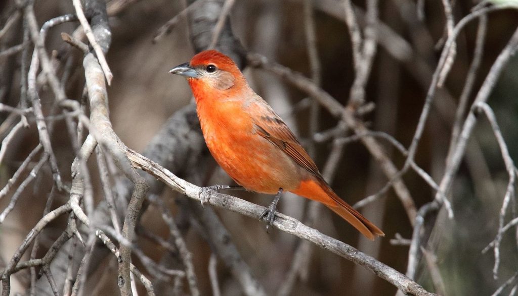 Hepatic tanager