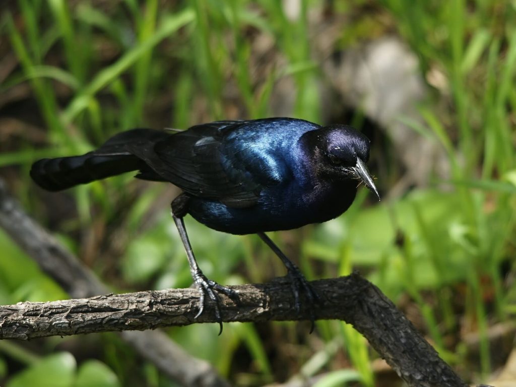 Jamaican blackbird 