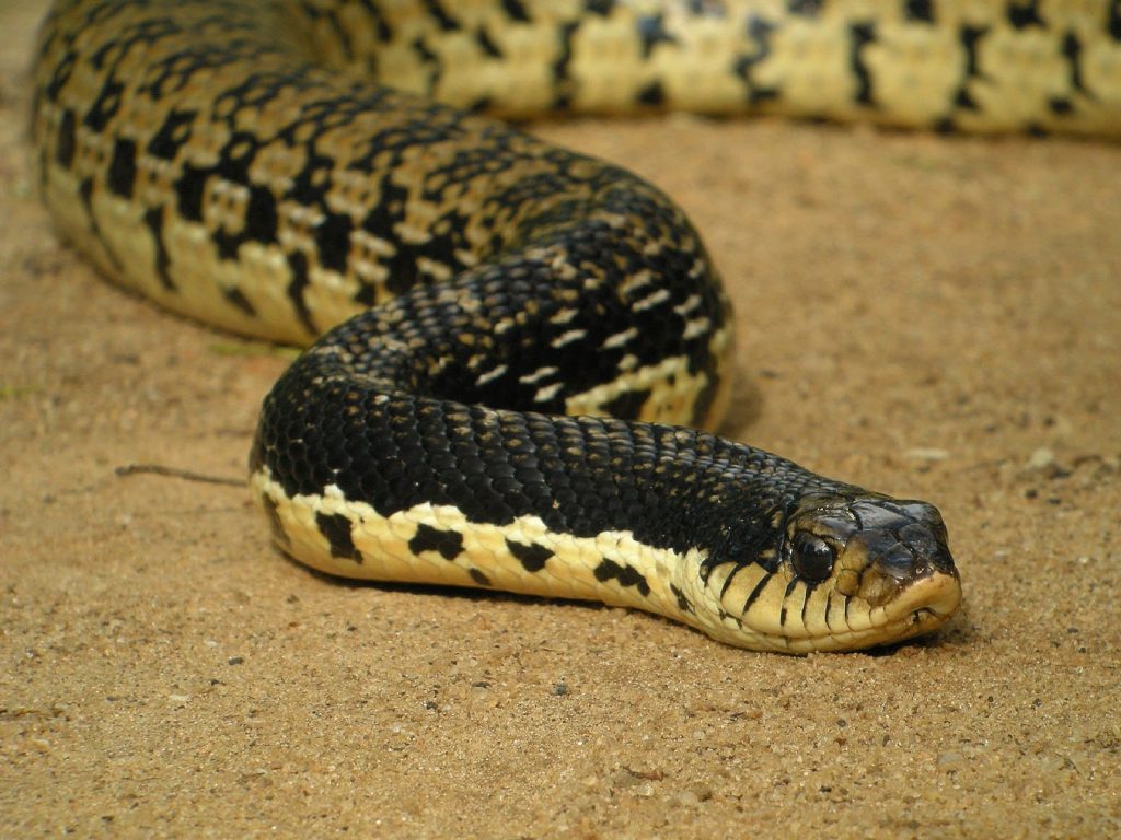 Madagascan hognose snake