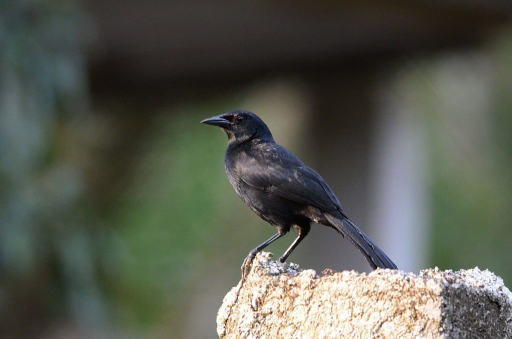 Melodious blackbird