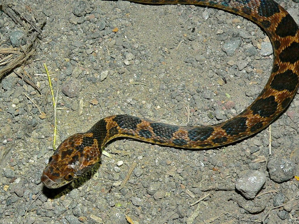 Northern Cat-Eyed Snake