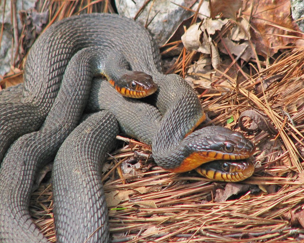 Plain belly Water snakes