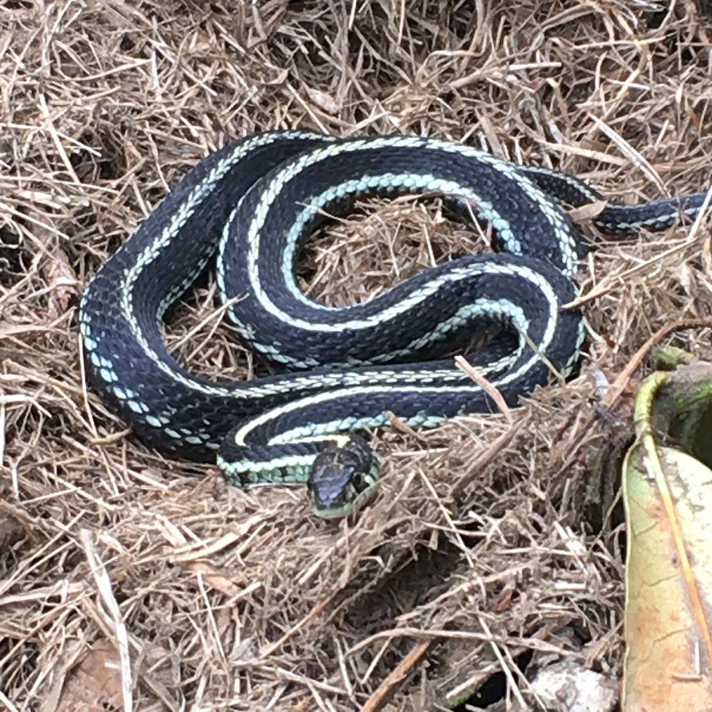 Puget Sound Garter snake