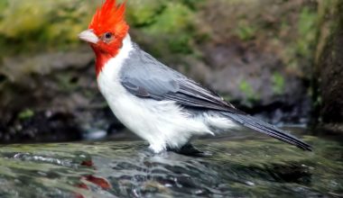 Red-Crested Cardinal