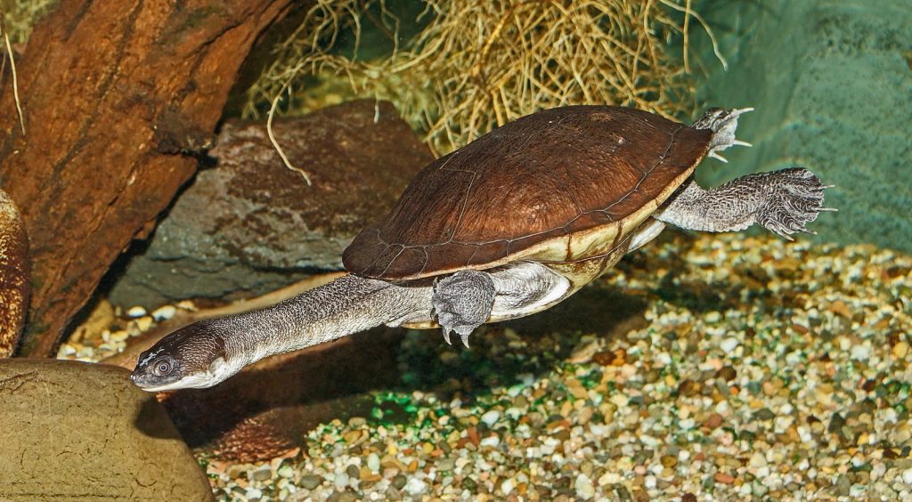 Roti Island Snake Necked Turtle