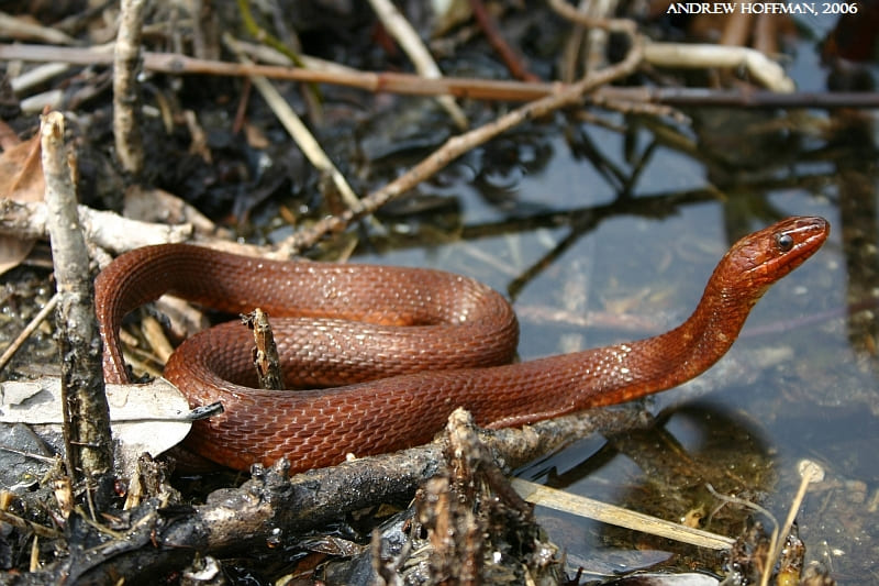 Salt marsh Water snakes