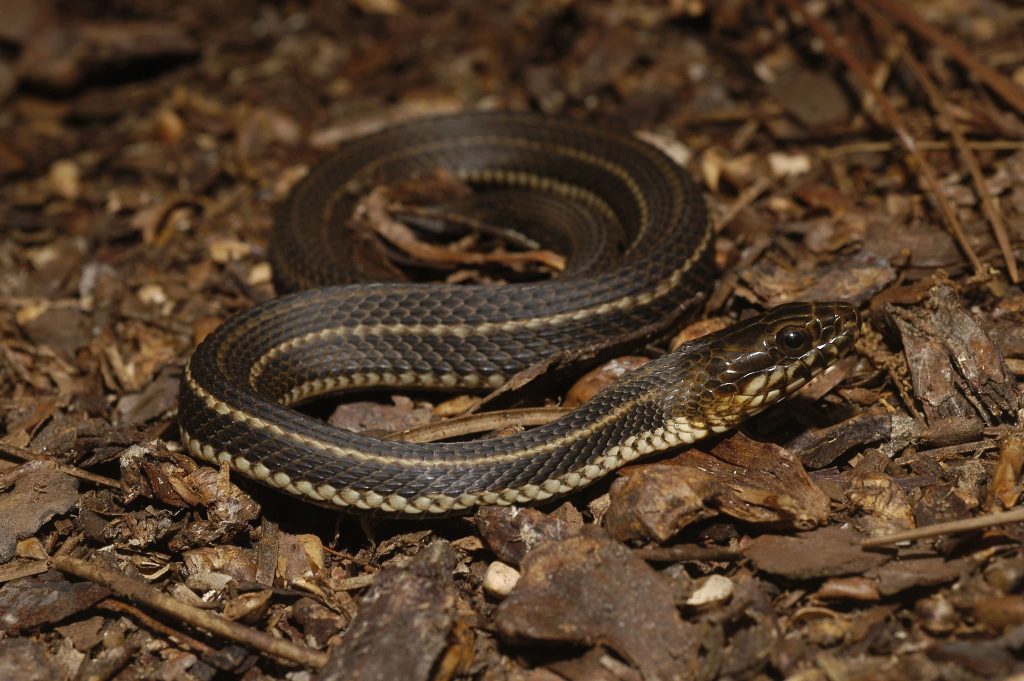 Saltmarsh Snake