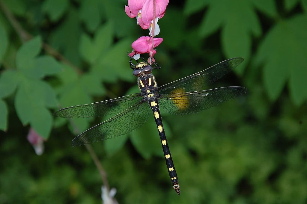 Spiketail Dragonfly