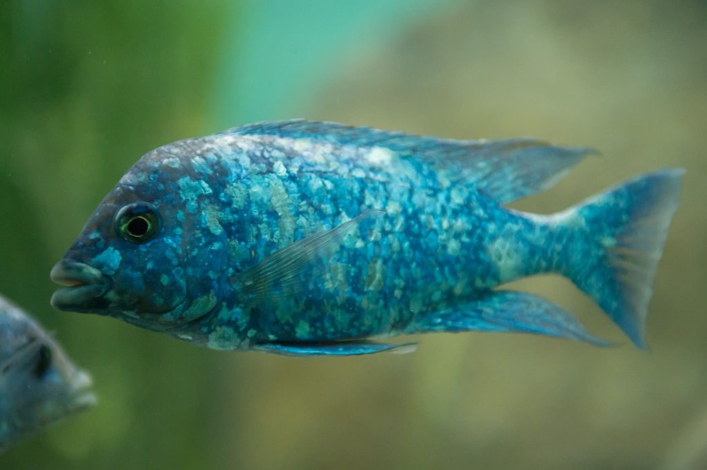 Star Sapphires fish