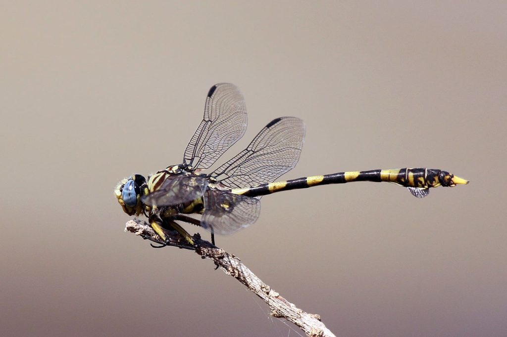 Tigertail Dragonfly