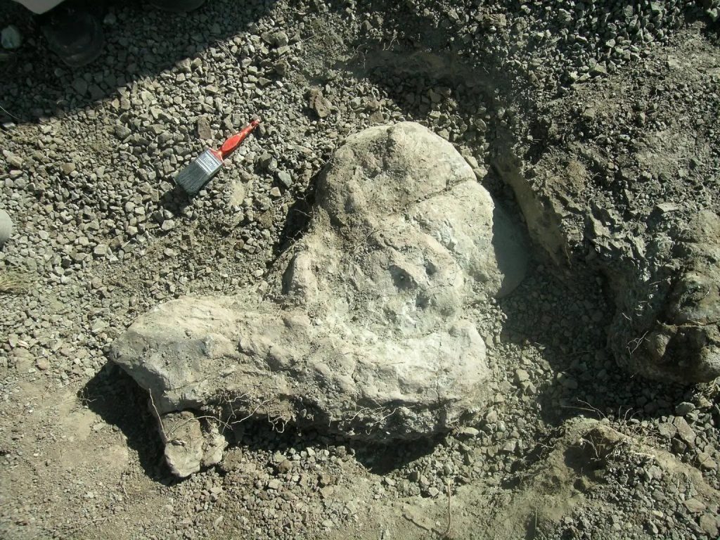 Inostrancevia fossils in the field