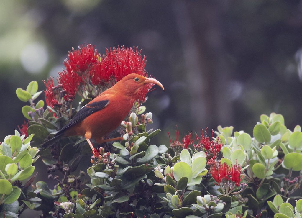 ʻIʻiwi (scarlet honeycreeper)