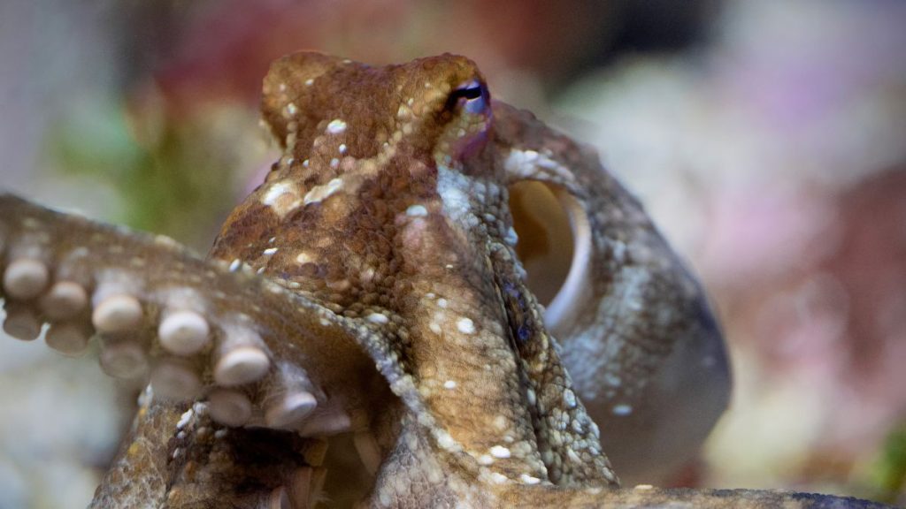 Bateson had collected two-spot octopuses (Octopus bimaculoides) along the shores of La Jolla, California