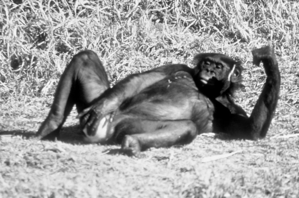 Chimpanzee Masturbating
