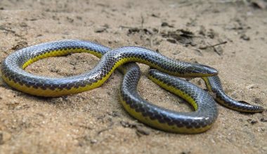 Eastern Purple-Glossed Snake