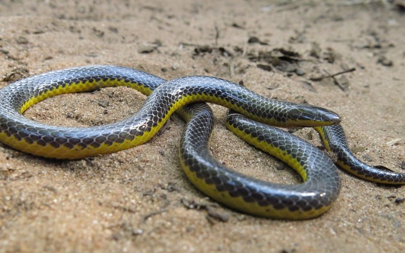 Eastern Purple-Glossed Snake