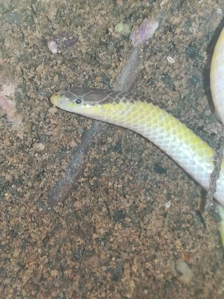 Kalahari Purple-Glossed Snake