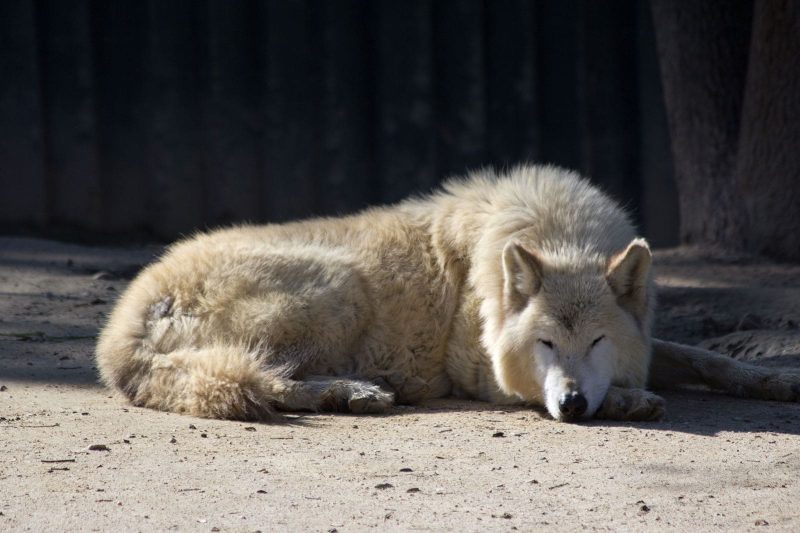 10 Largest Wolves In The World - Curb Earth