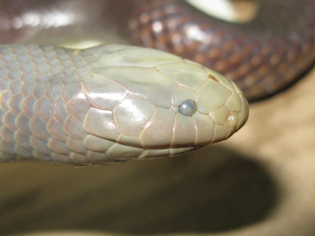 Natal Purple-Glossed Snake