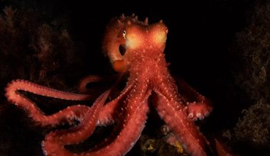 Observations of octopuses in a tank gave Gregory Bateson ideas about conflict resolution in humans