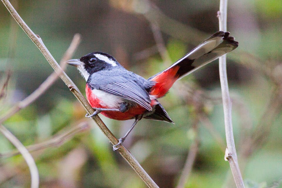 Red-breasted Chat