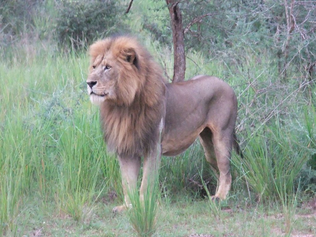 Congo lion