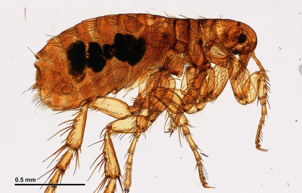 Flea insect