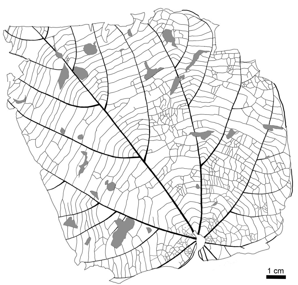 Line drawing of one of the Byttneriophyllum tiliifolium leaves found abundantly in the fossil forest.