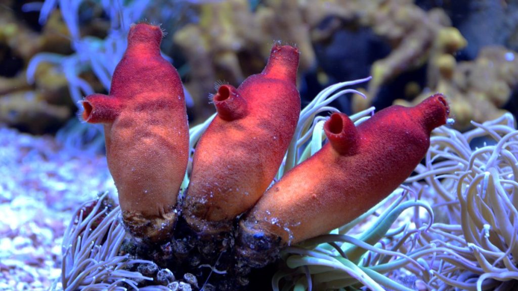 Sea squirts belong to the sister group of vertebrates, meaning they shared a common ancestor hundreds of millions of years ago