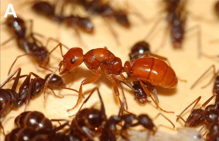 Slave-Maker Ant