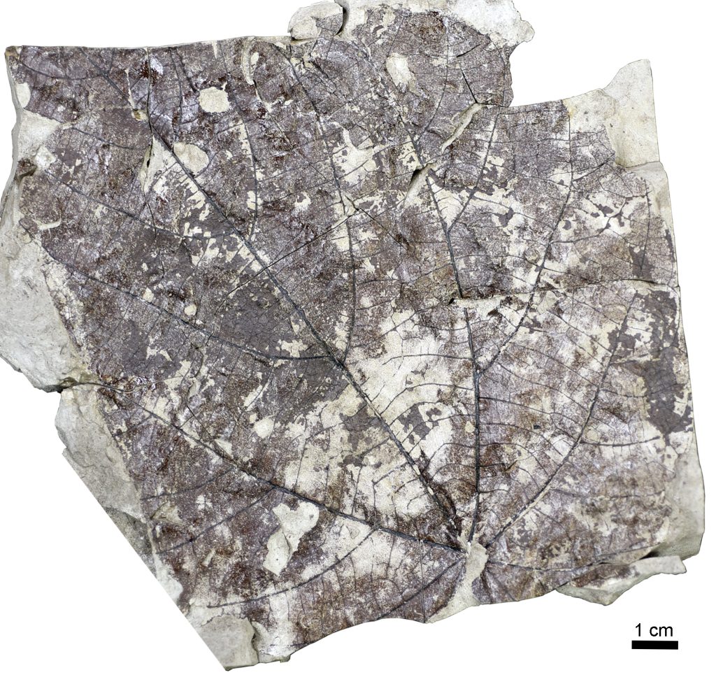 Surface view of the fossil leaf Byttneriophyllum tiliifolium which was found abundantly in the fossil forest, indicating a strong link to Wataria parvipora