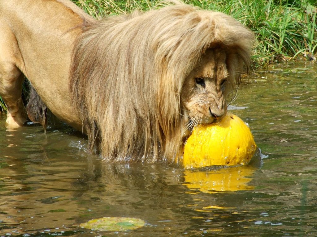 The Katanga Lion