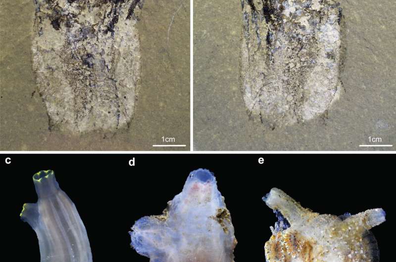 Half-billion-year-old fossil of strange Cambrian creature