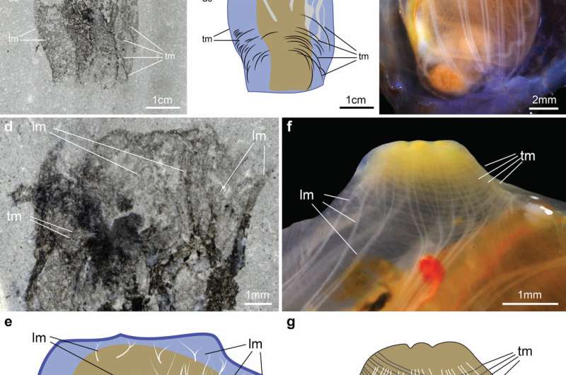 Discovery of 500-million-year-old fossil reveals astonishing secrets of tunicate origins