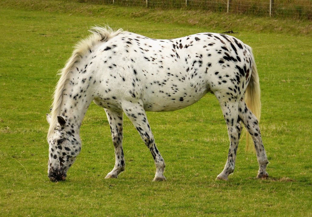 Appaloosa-Spotted Horse