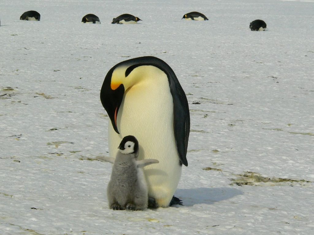 Emperor penguin with chick