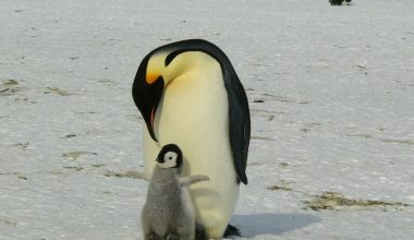 Emperor penguin with chick
