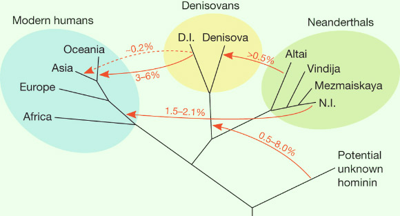 Family tree of early humans that may have lived in Eurasia more than 50,000 years ago. (Kay Prüfer et al., Nature, 2014)
