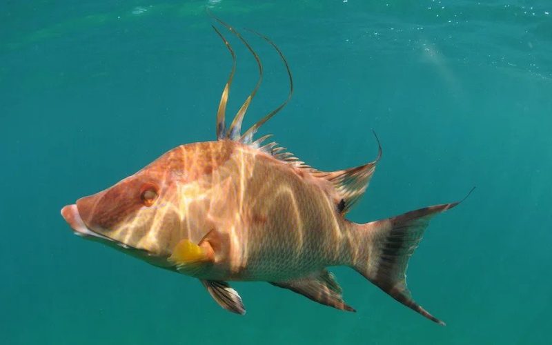 Hogfish are the chameleons of the ocean