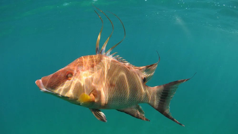 Hogfish are the chameleons of the ocean