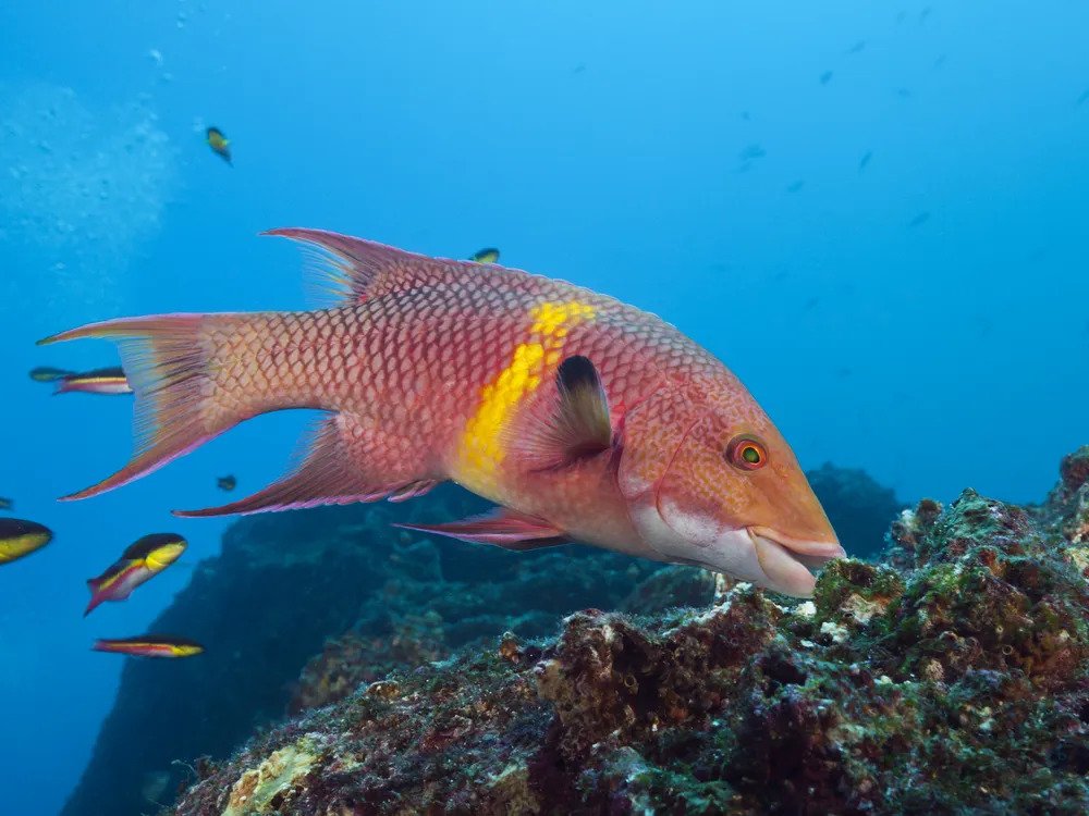 Hogfish can change their color in less than a second to blend in with their surroundings