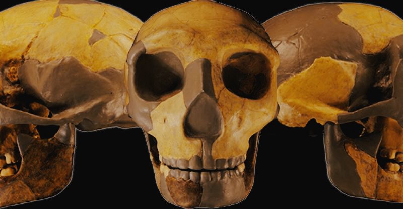 Skull of the ancient hominin from China. (Wu et al., Journal of Human Evolution, 2023)