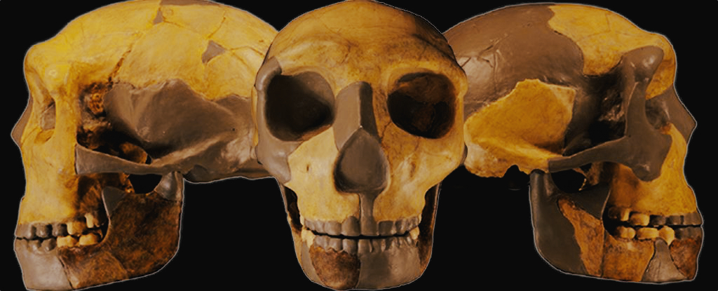 Skull of the ancient hominin from China. (Wu et al., Journal of Human Evolution, 2023)