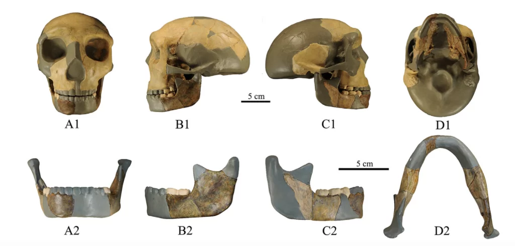 The skull and jaws of HLD 6