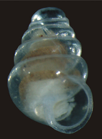 Transparent Snail