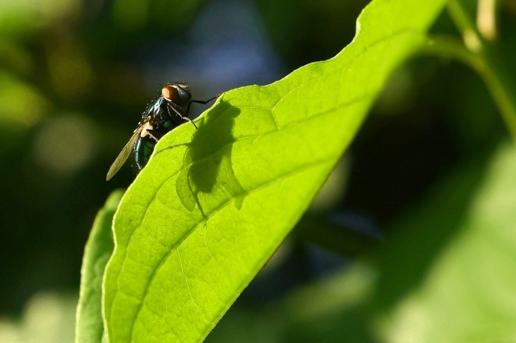flies sitting on leaf