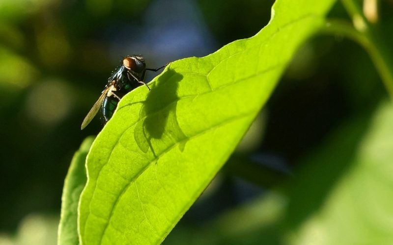 flies sitting on leaf